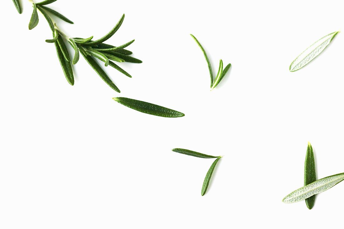 Rosemary Sprig and Leaves