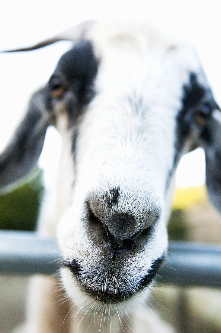 Goats Face; Close Up