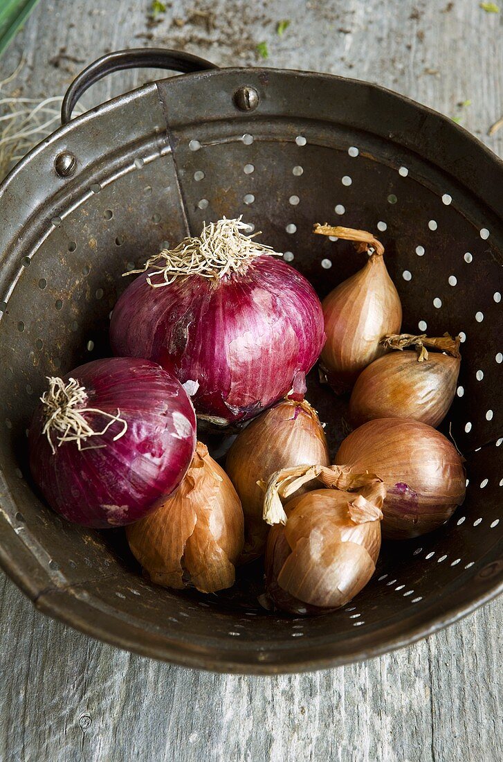Red and Yellow Onions in a Rustic Colander; From Above