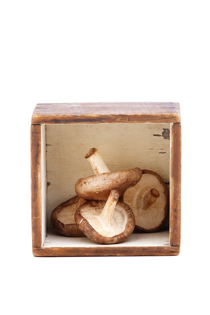 Shiitake-Pilze in Holzkiste