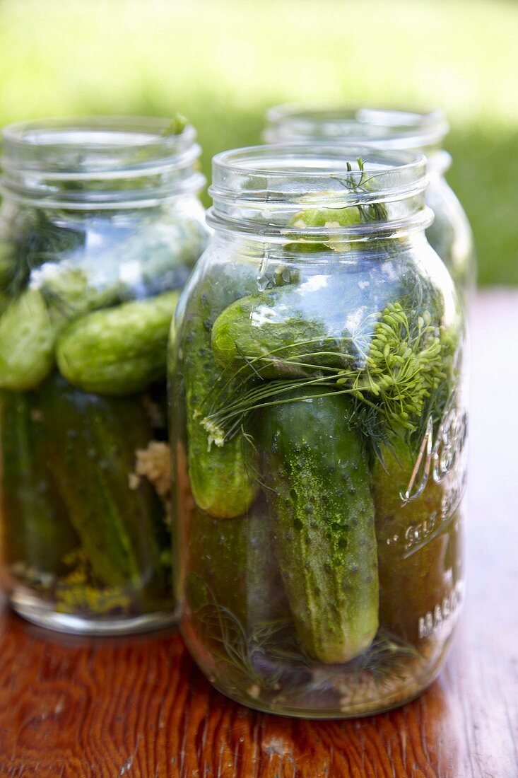 Jars of Fresh Canned Pickles with Dill and Garlic; No Lids