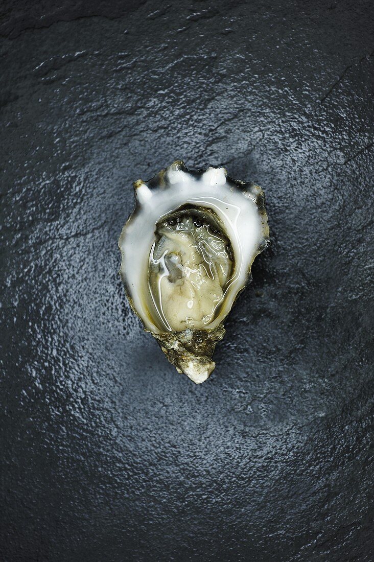 A Single Kumamoto Oyster