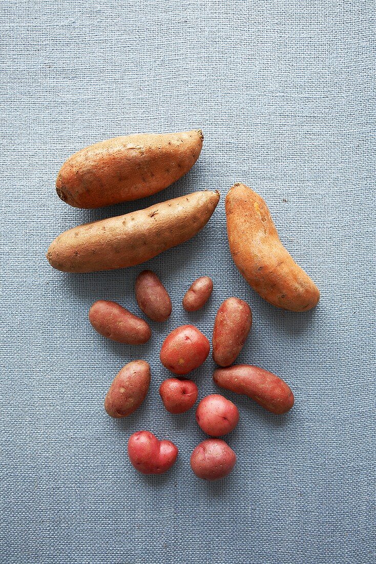 Assorted Potatoes on Blue; From Above