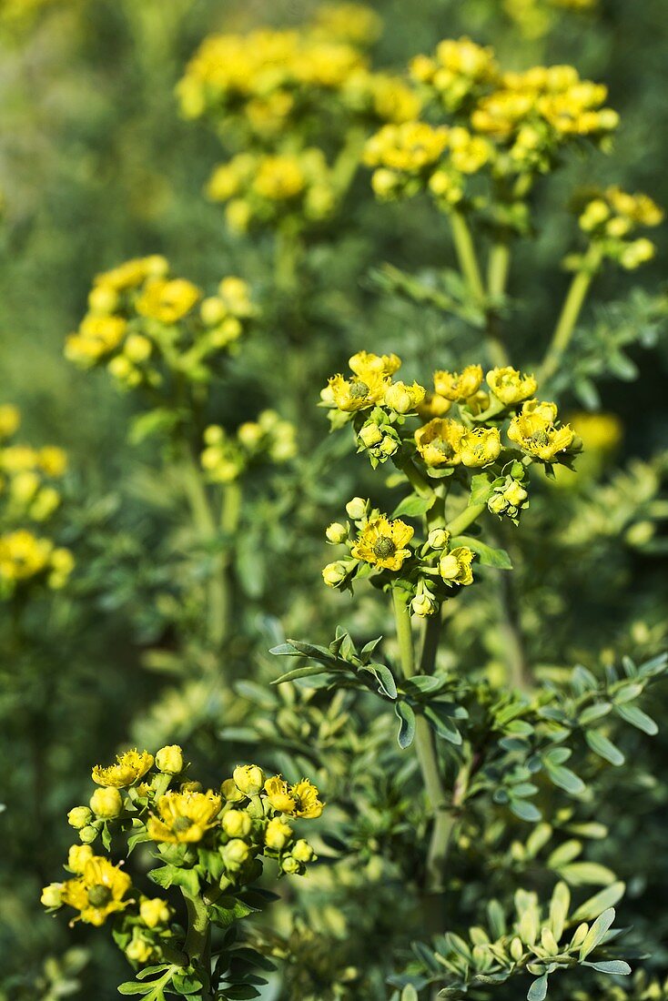 Common Rue Growing