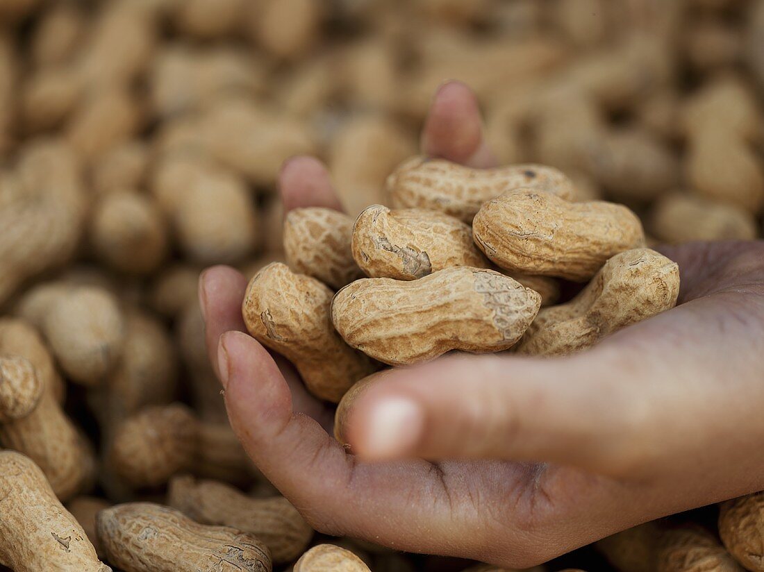 Hand hält Erdnüsse auf einem Bauernmarkt in Seattle, Washington