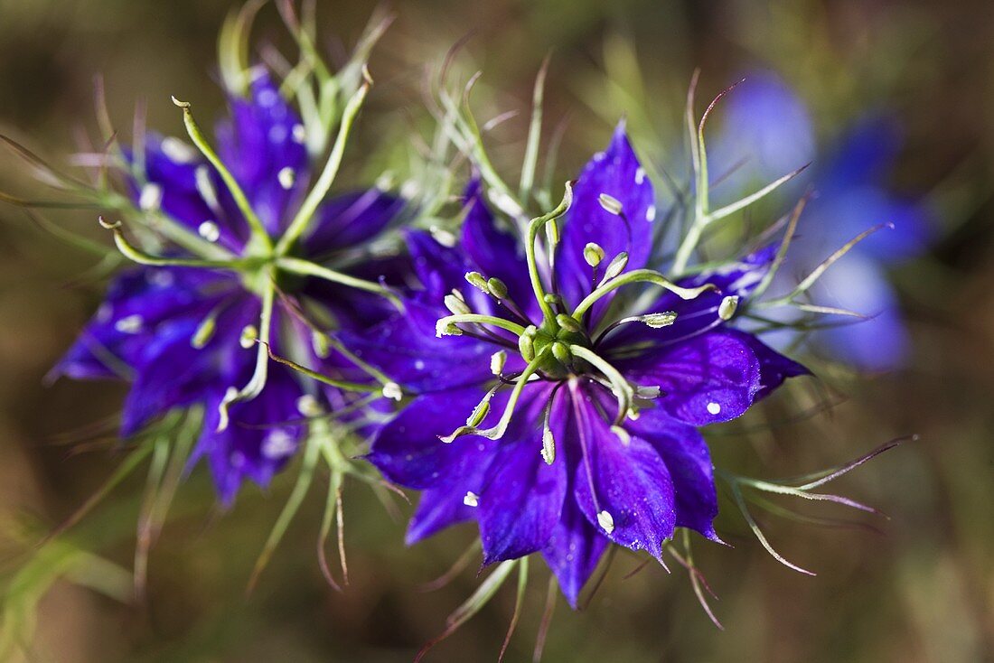 Blaue Nigella Blumen (Close Up)