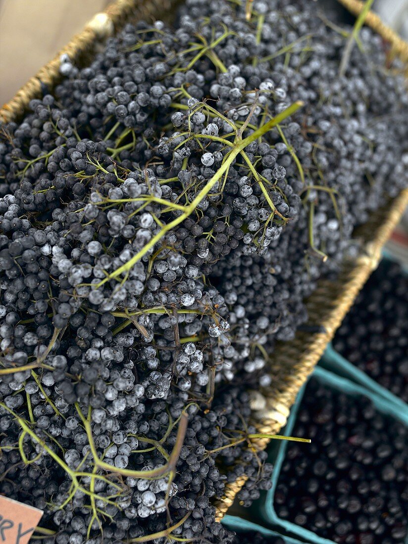 Blaue Trauben im Korb auf einem Bauernmarkt in Seattle, Washington