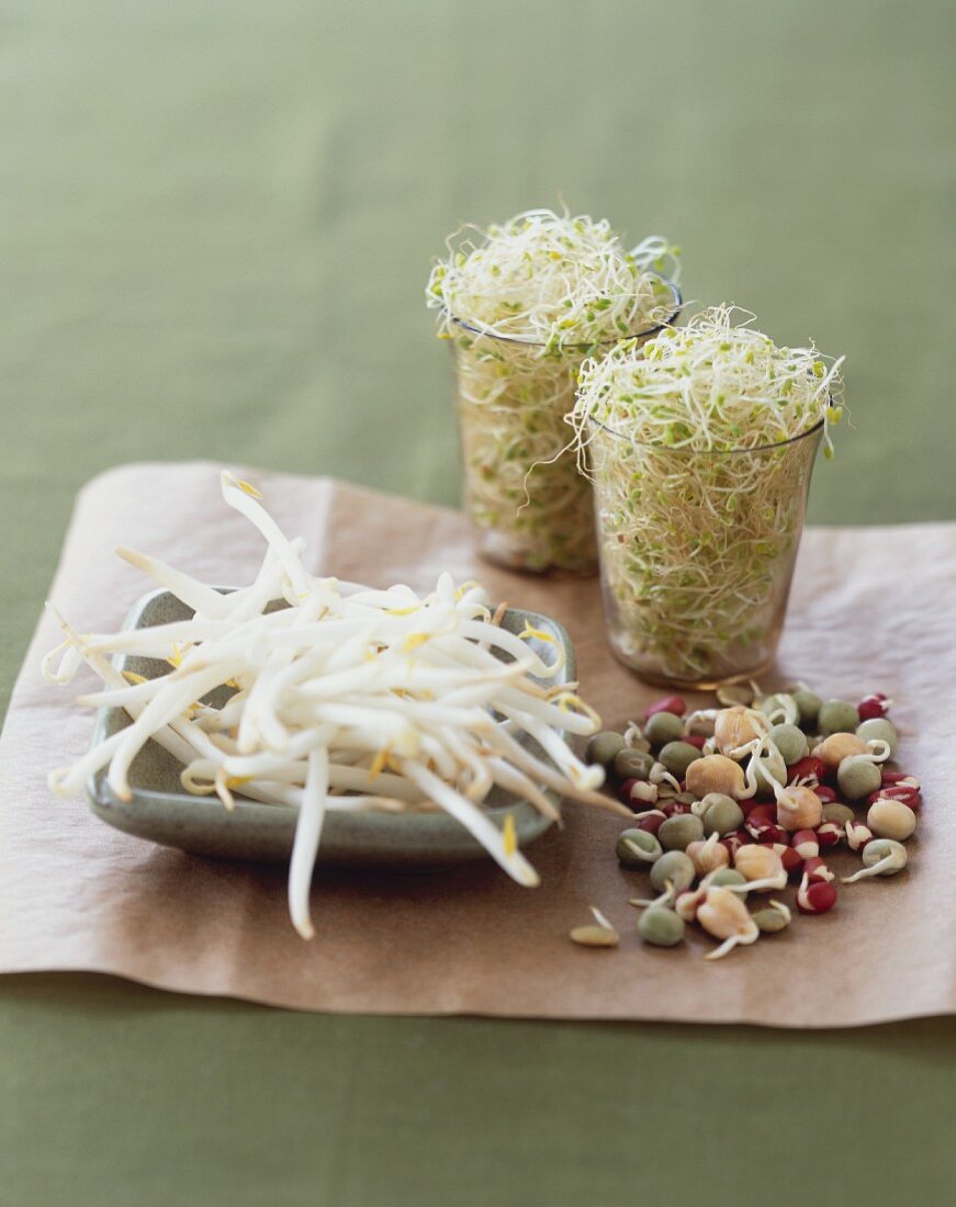 Various Sprouts; Bean and Alfalfa