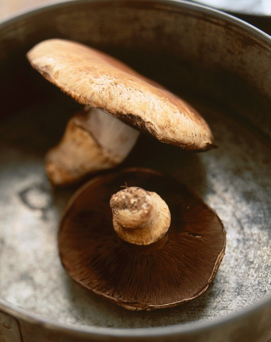 Two Portobello Mushrooms