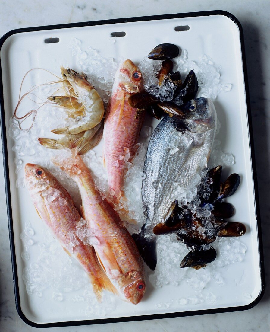 Fish and seafood on ice