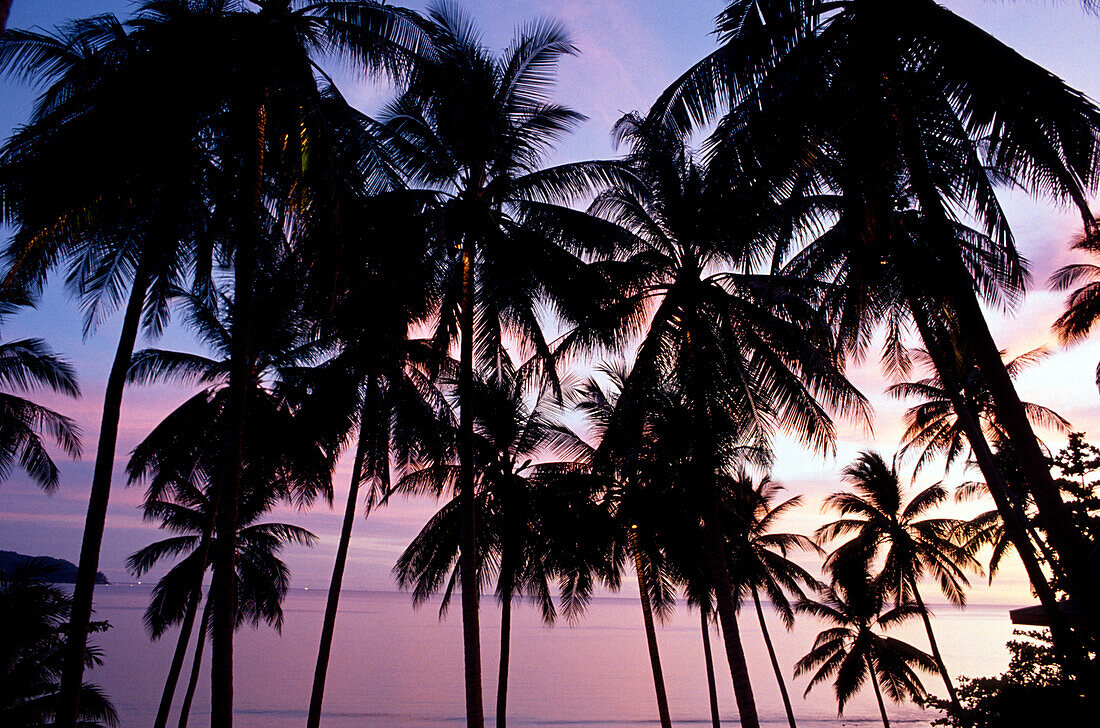 Palmen im Morgenrot Nature