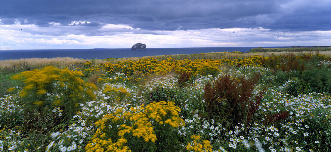 Blumenwiese an der Küste unter dunklen Wolken, Bass Rock, East Lothian Coast, Schottland, Großbritannien