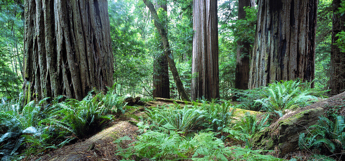 Redwood Nationalpark Kalifornien, USA