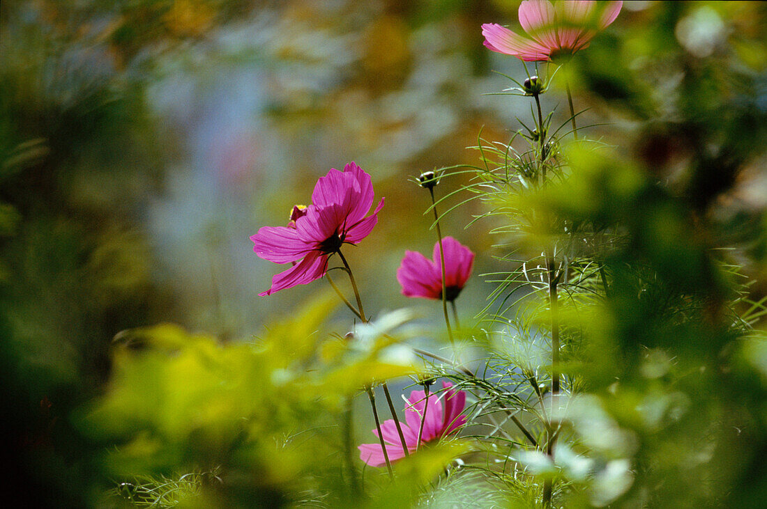 Blume Blumenwiese