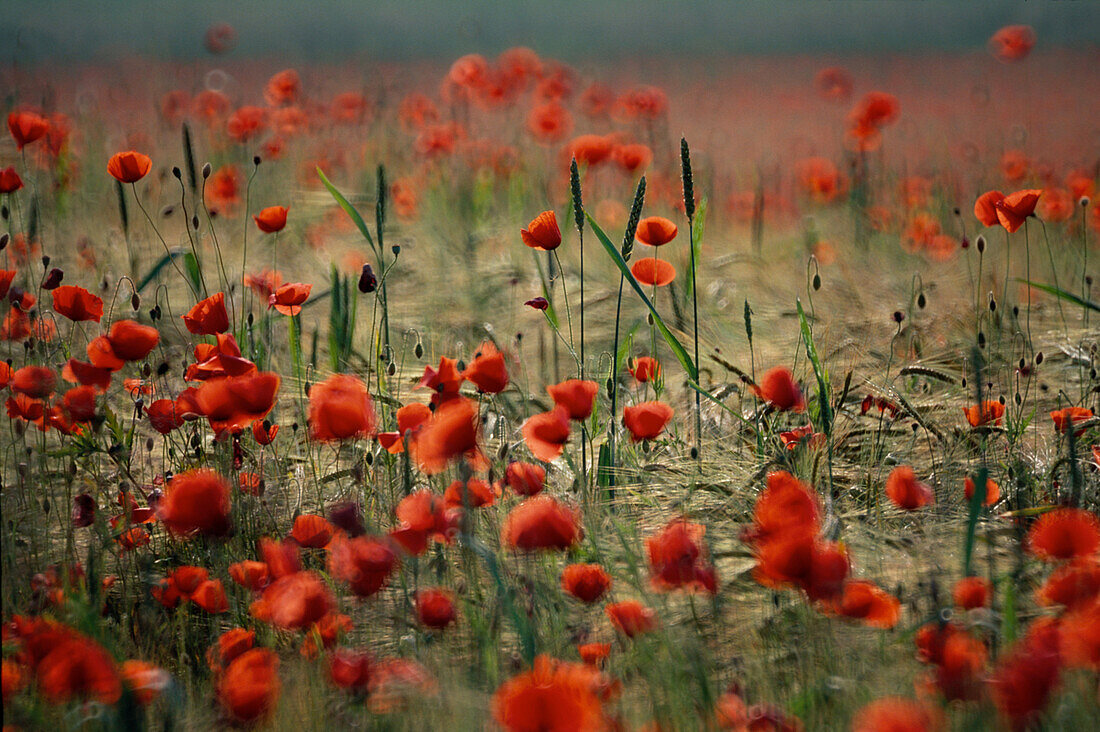 Kornfeld mit Mohnblumen