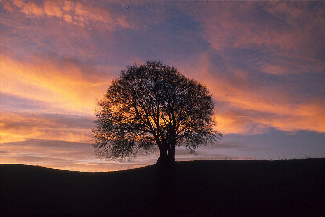Silhouette von einem Baum im Abendlicht, Landschaft, Natur