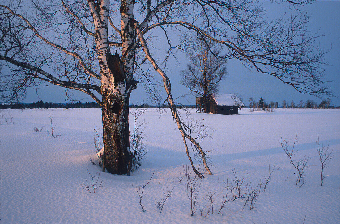Bare birch tree on a snow covered meadow
