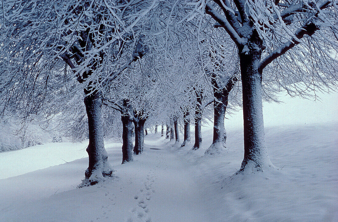 Verschneite Allee, Tutzing, Bayern, Deutschland