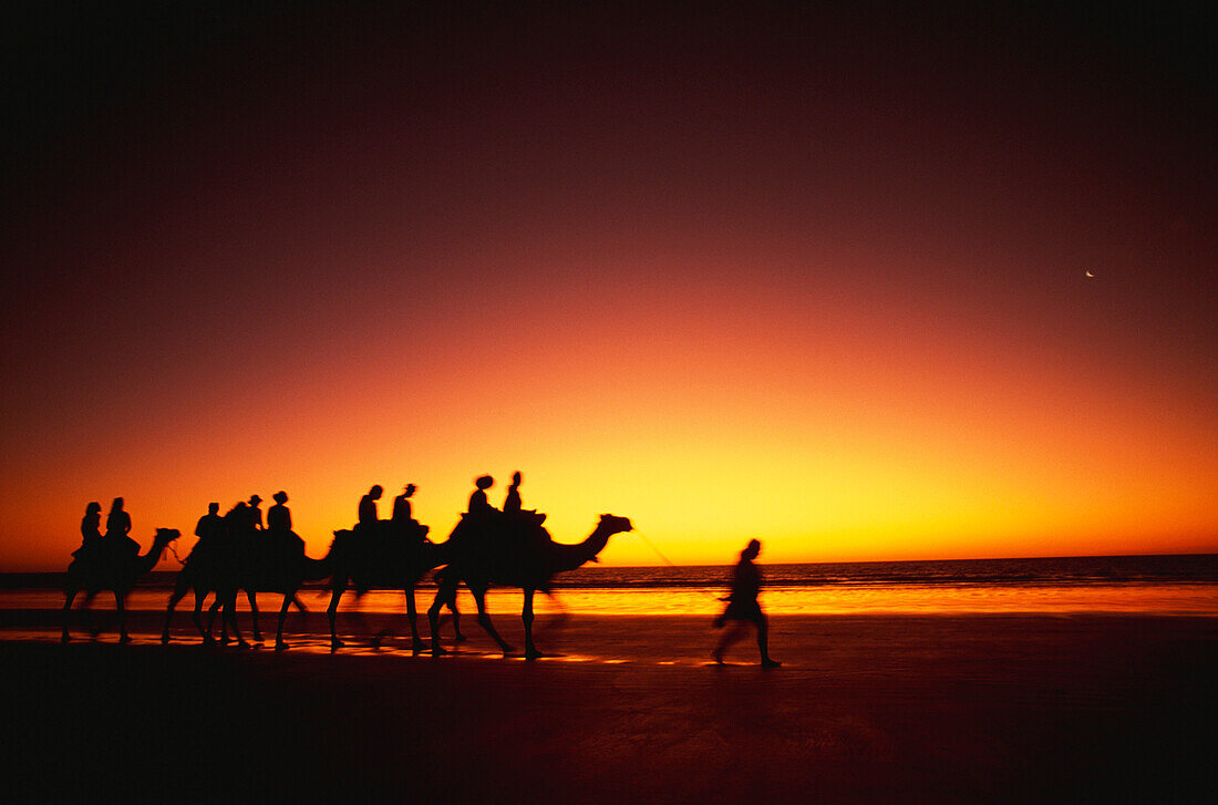 Kamelkaravane, Australien