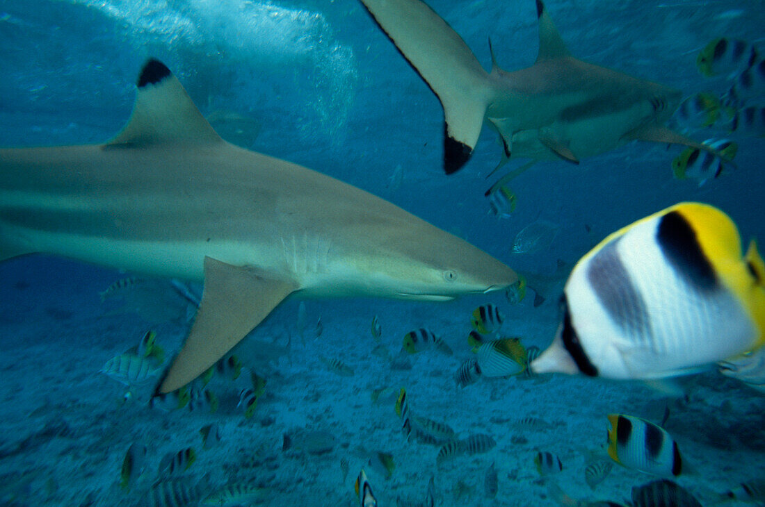 Fischschwarm, Bora Bora Französisch Polynesien Französische Polynesia