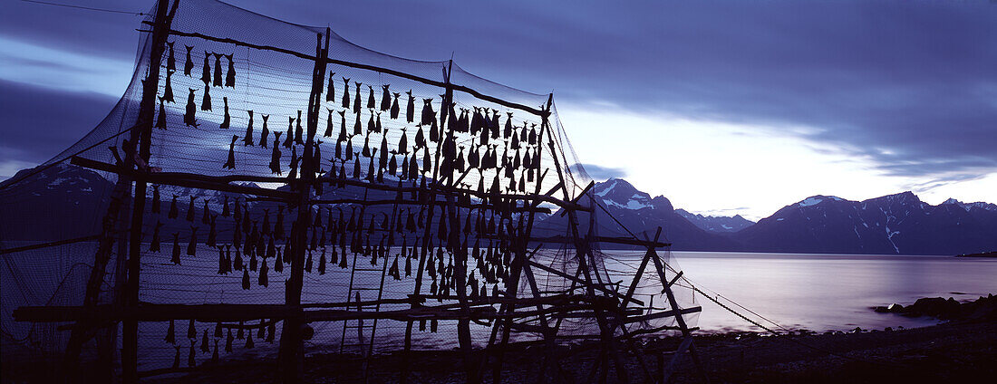 Dried fish on drying racks at the coastline, Lofoten, Norway