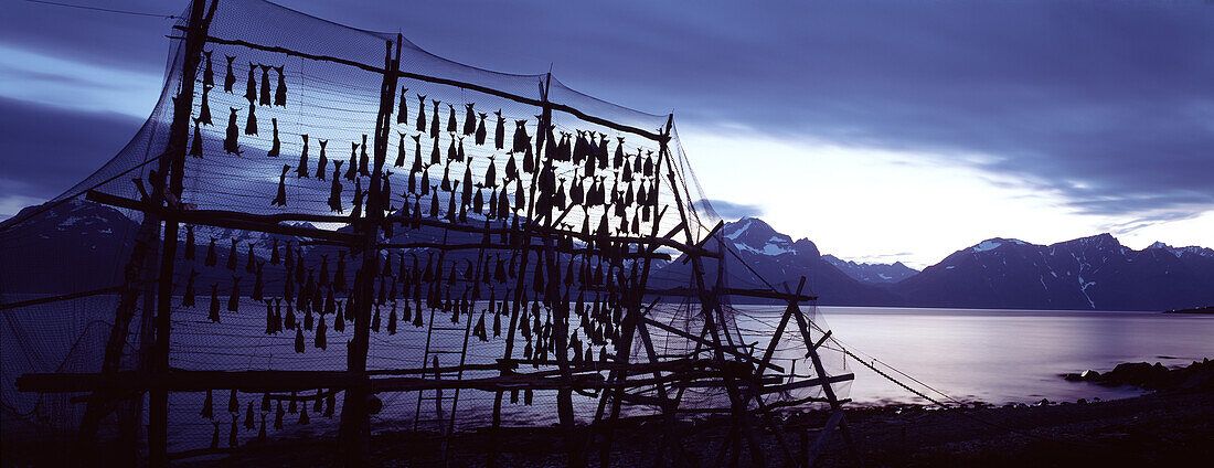 Getrockneter Fisch auf Trockengestellen an der Küste, Lofoten, Norwegen