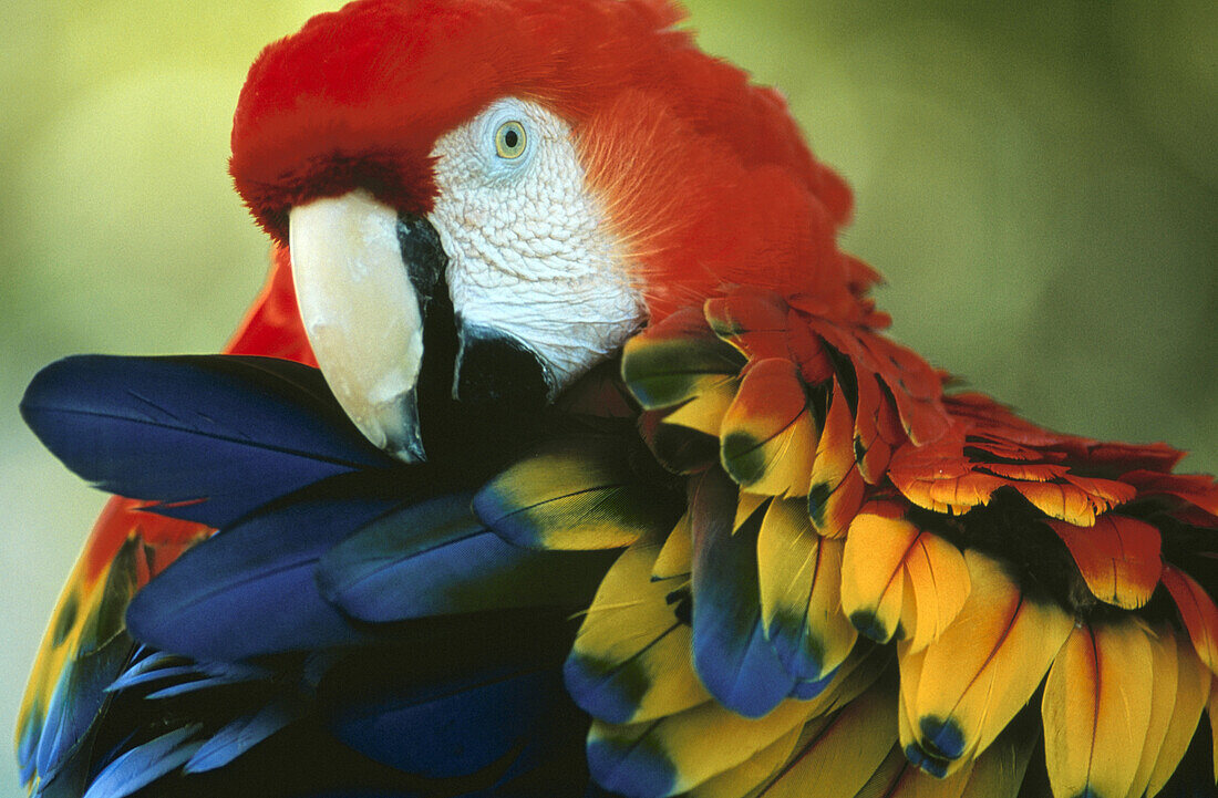 Ara Papagei