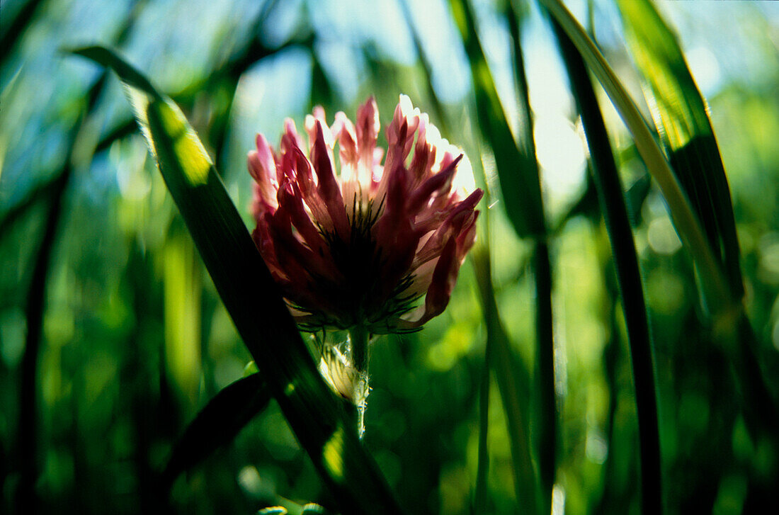 Bluete, Detail Nature