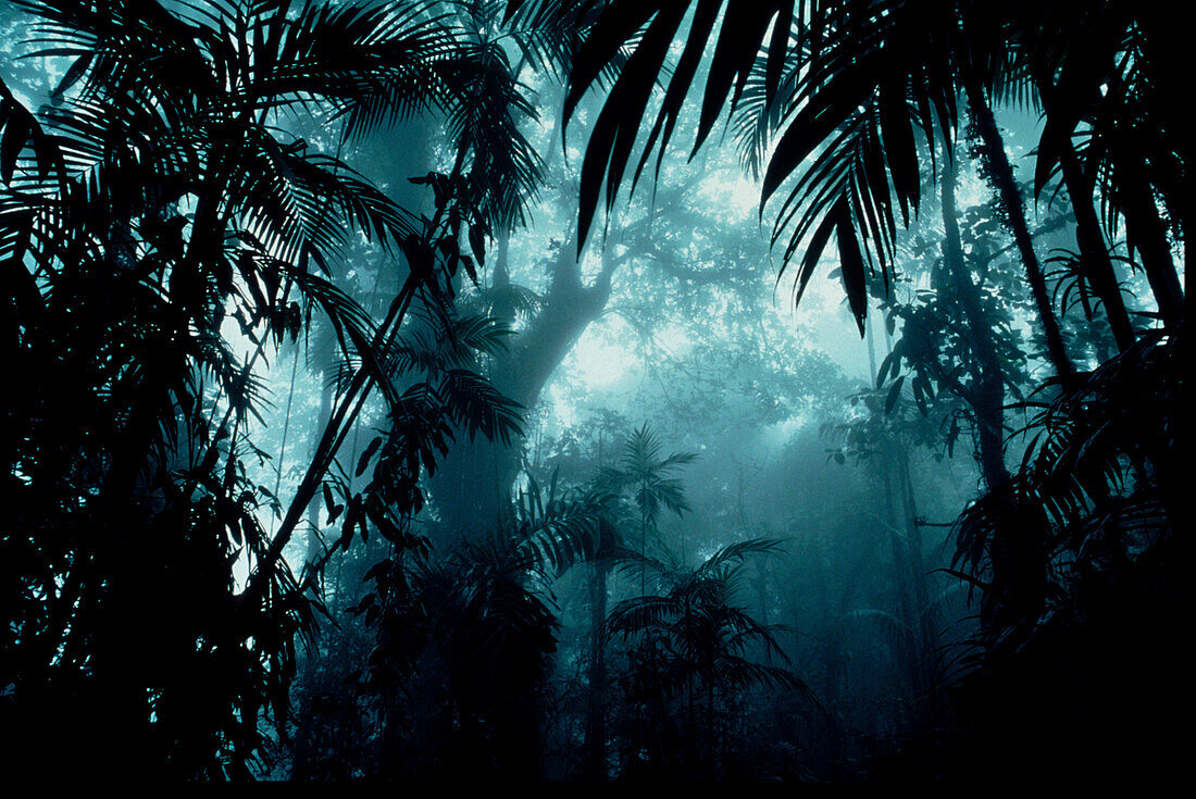 Bäume im Regenwald, Venezuela, Südamerika, Amerika