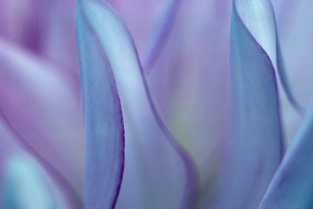 Blume Bluete