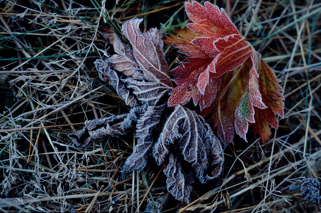 Maple leaves, hoar frost