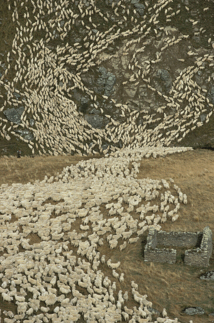 Blick von oben auf Schafherde beim Abtrieb von der Bergweide