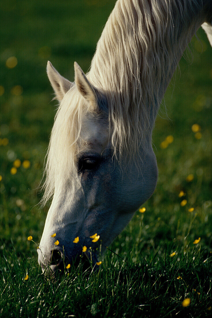 Weisses Pferd