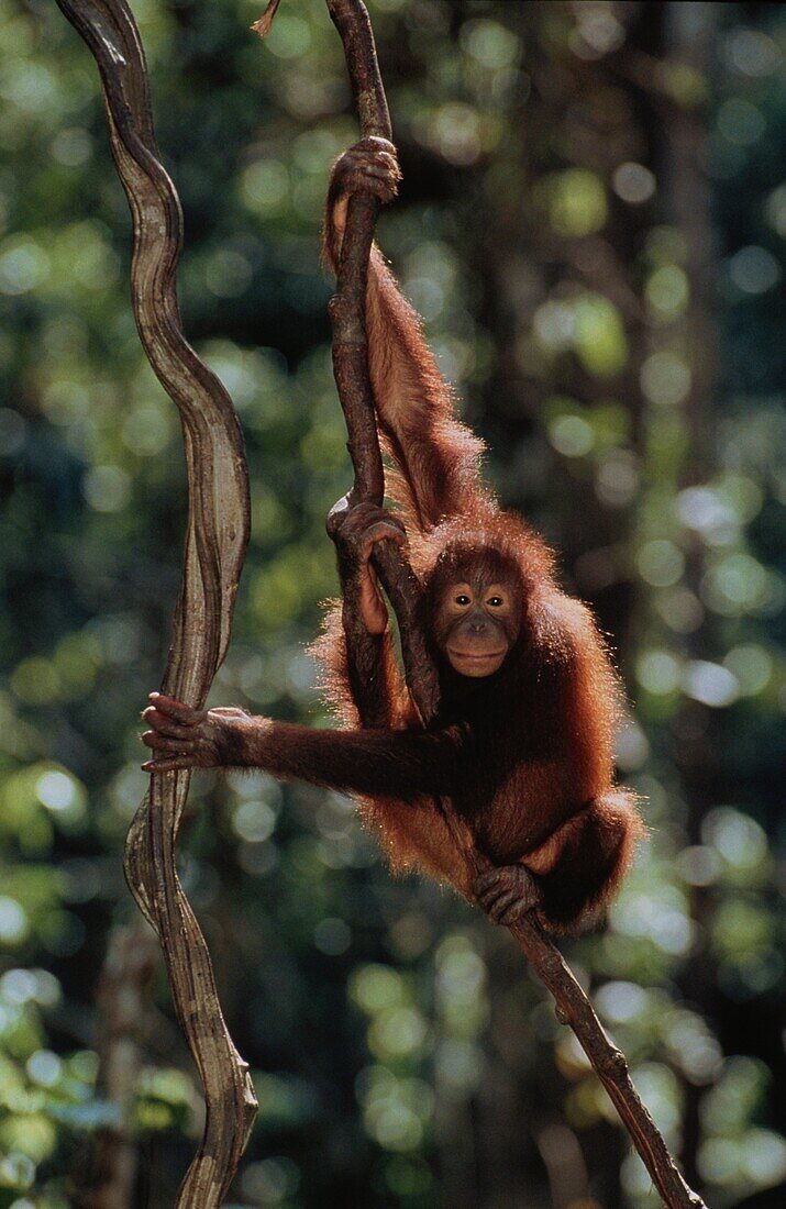 Orang Utan, Pongo pygmaeus, Gunung Leuser National Park, Sumatra, Indonesia, Asia