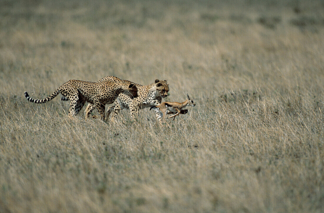 Geparden auf der Jagd nach einer Antilope