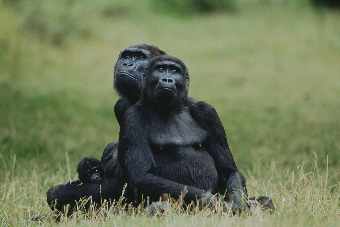 Lowland Gorillas