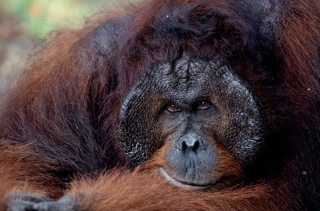 Orang-Utan altes Weibchen, Gunung Leuser Nationalpark, Sumatra, Indonesien, Asien