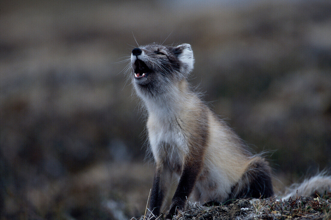 Polarfuchs Alopex lagopus