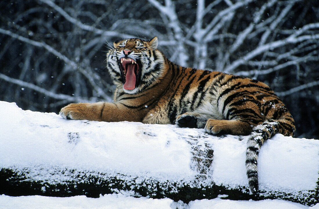 Tiger Sibirien, Russland