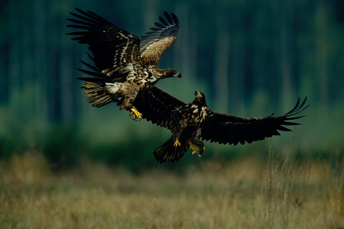 Adler beim Kampf Haliaeetus albicilla