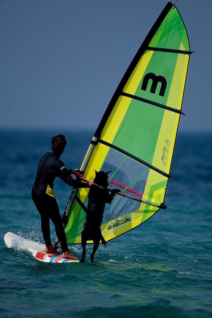 Windsurfen mit Hund