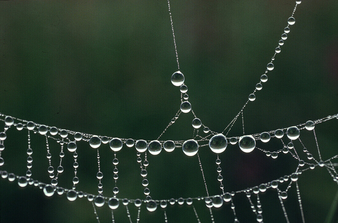 Close up of dew drops, drops of water on a spider's web, Nature