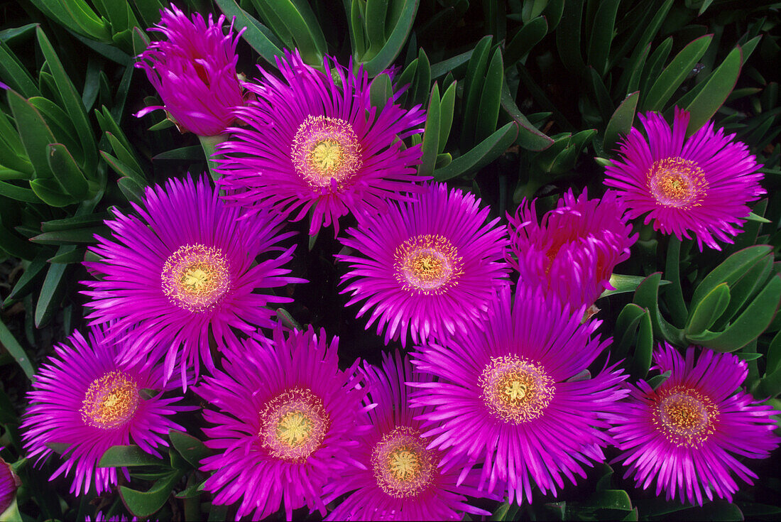 Mittagsblumen Santorin, Griechenland