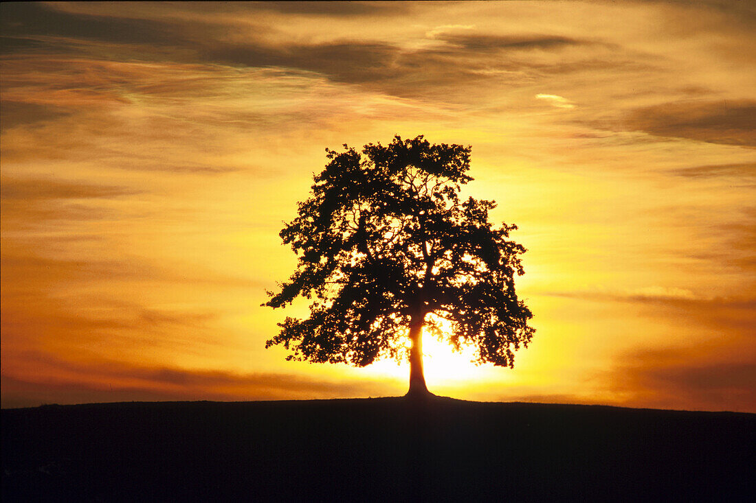 Silhouette von einem Baum bei Sonnenuntergang, Landschaft, Natur