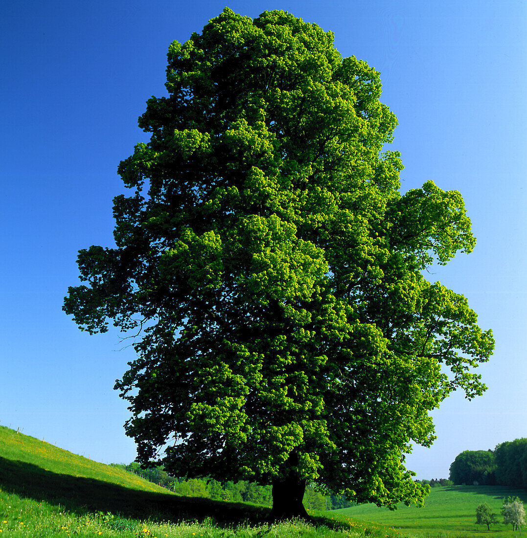 Deciduous tree, lime tree in a meadow, Landscape, Nature