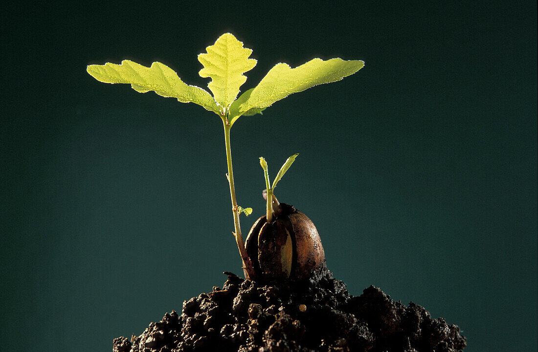 Oak seedling, Upper Bavaria, Germany