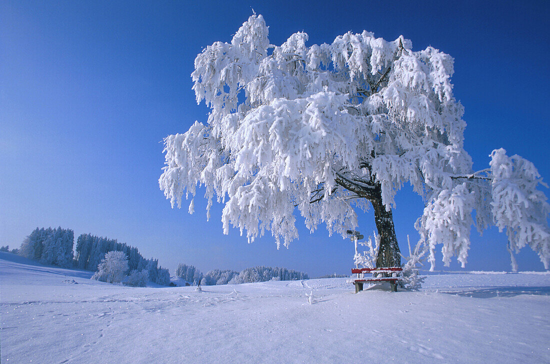 Winterlandschaft, verschneiter Baum unter blauem Himmel