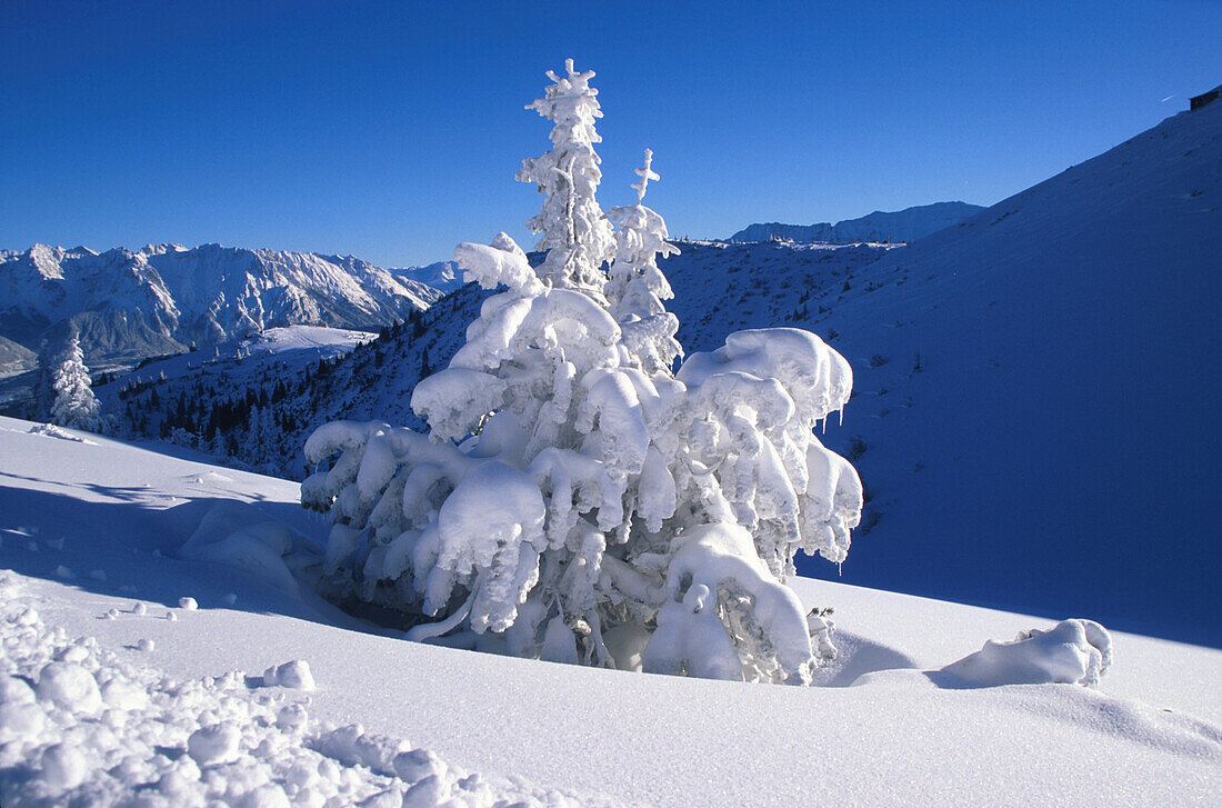 Conifer tree laden with snow, Winter Mountain Landscape