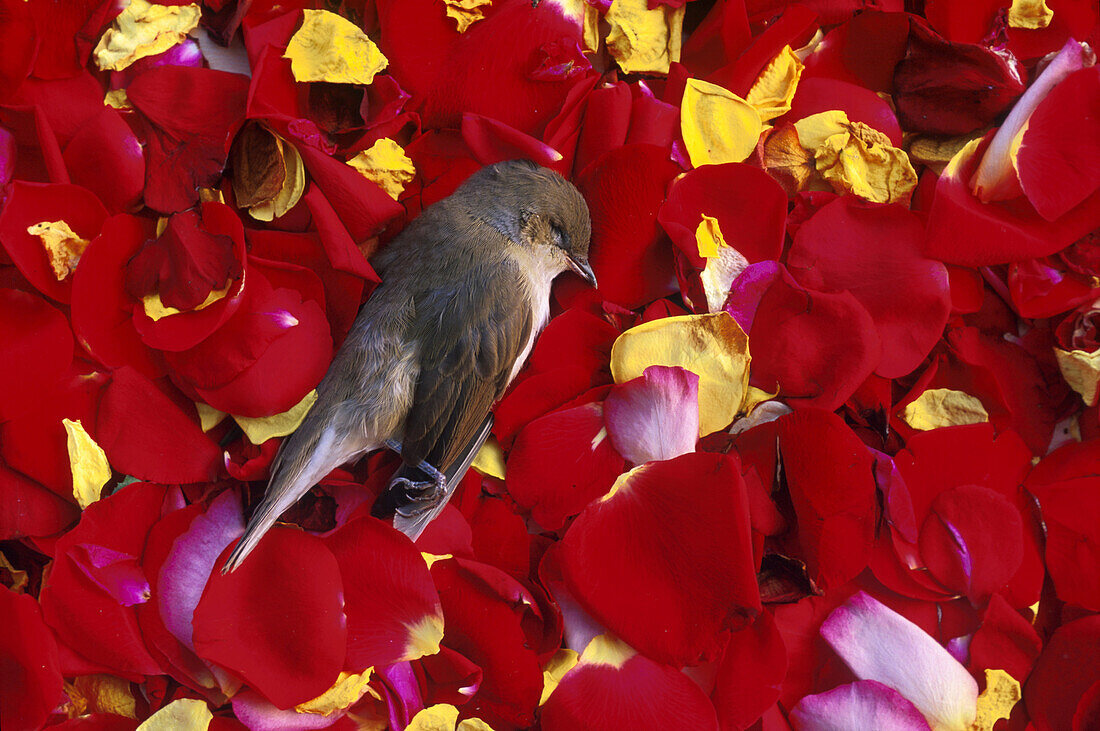 Dead bird on flower petals