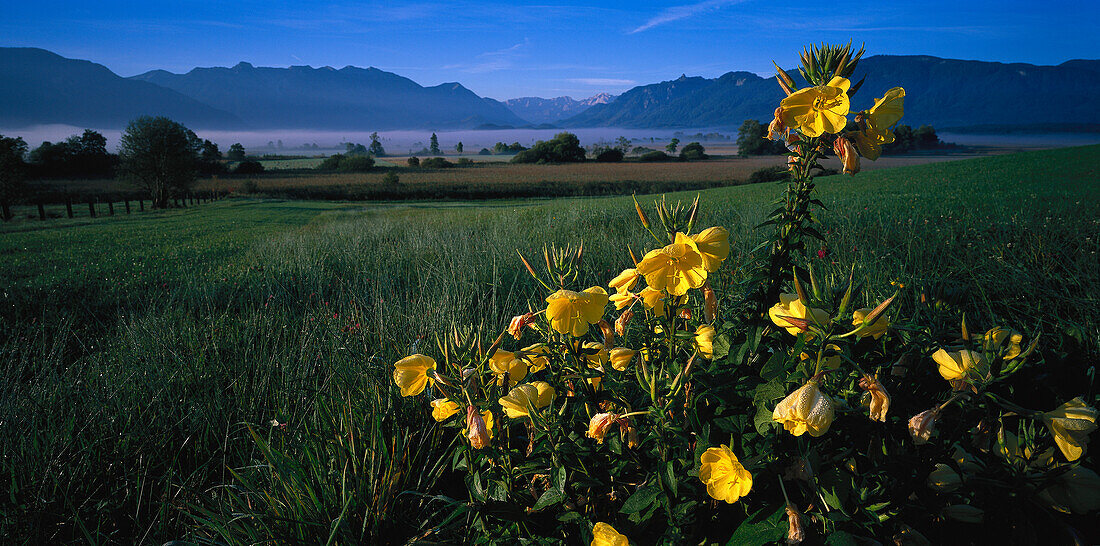 Flowers on meadow, Upper Bavaria, Germany